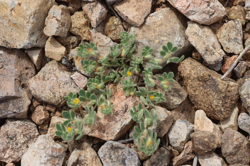 Image of Acmispon brachycarpus by no rights reserved