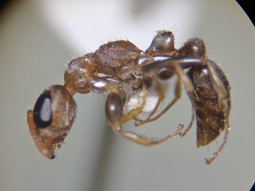 Pseudomyrmex oculatus