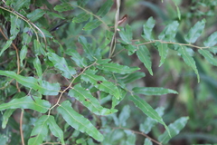 Lygodium volubile