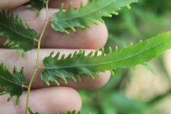 Lygodium volubile