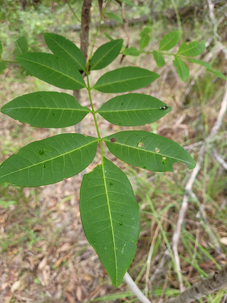 Crows Ash from Cedar Creek QLD 4207, Australia on March 29, 2024 at 12: ...