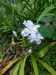 Iris japonica