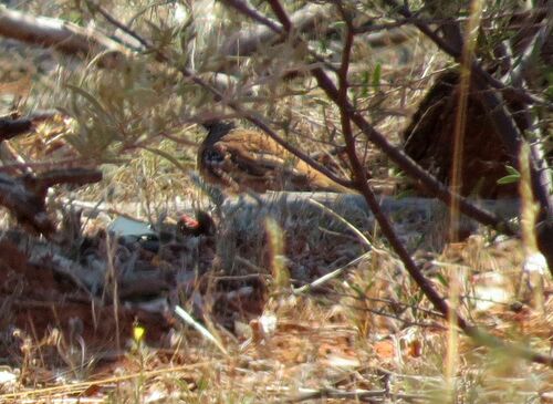 Chestnut-breasted Quail-thrush (Cinclosoma castaneothorax), photo 6