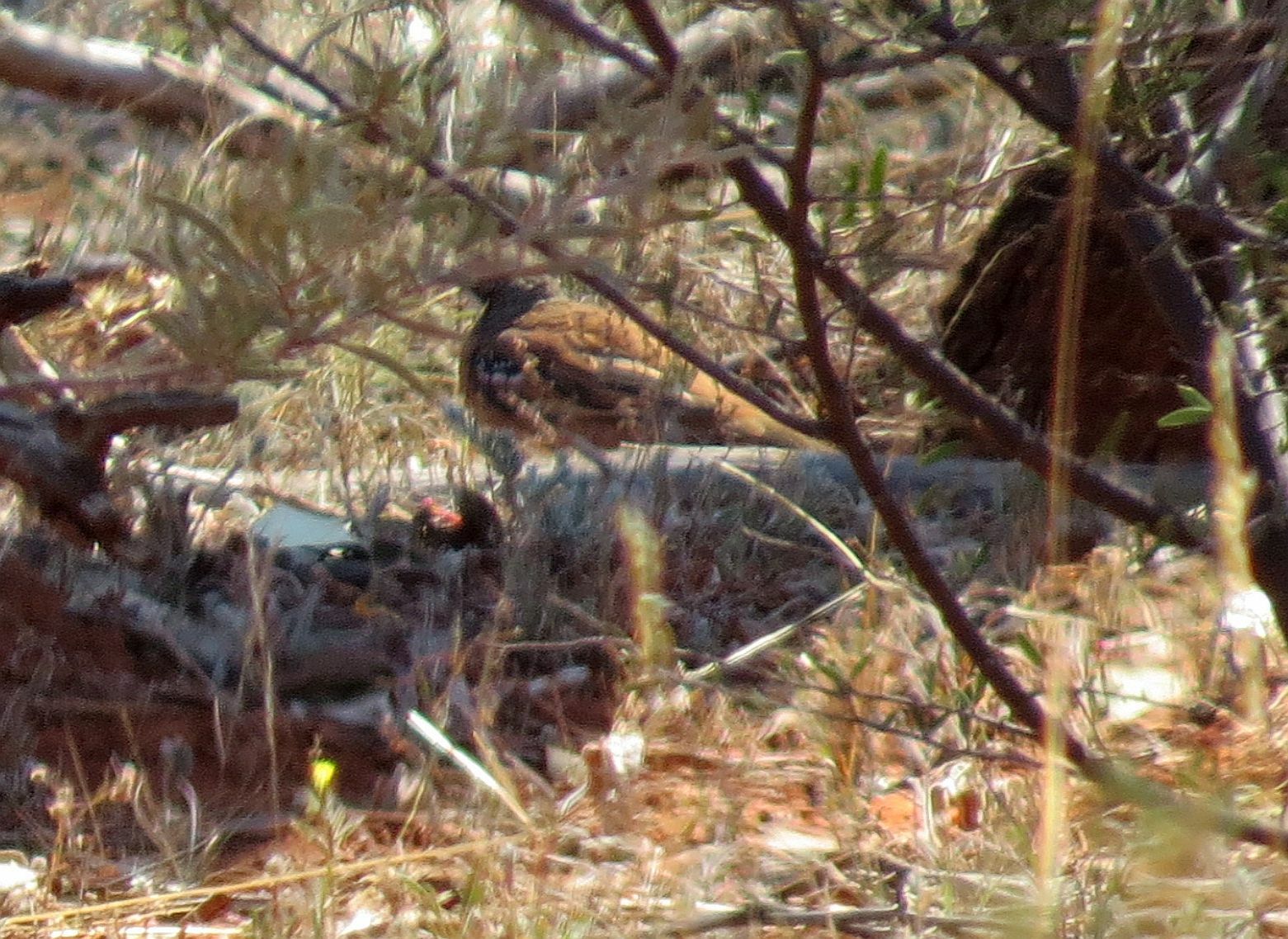 Chestnut-breasted Quail-thrush (Cinclosoma castaneothorax), photo 6