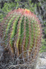 Ferocactus pilosus
