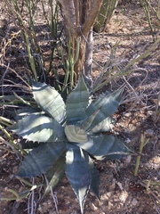 Agave colorata