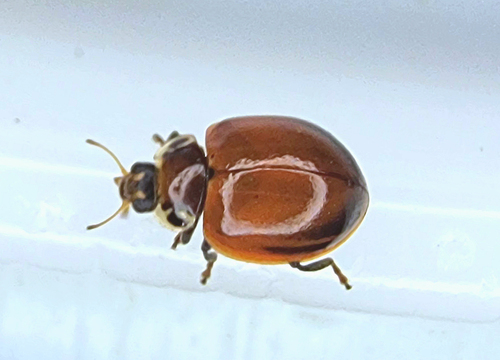 Streaked Lady Beetle photo 2