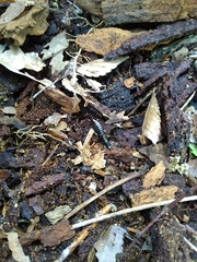 Gonolabis marginalis