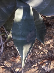 Agave colorata