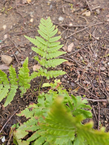 Dryopteris erythrosora
