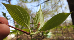 Epidaus tuberosus