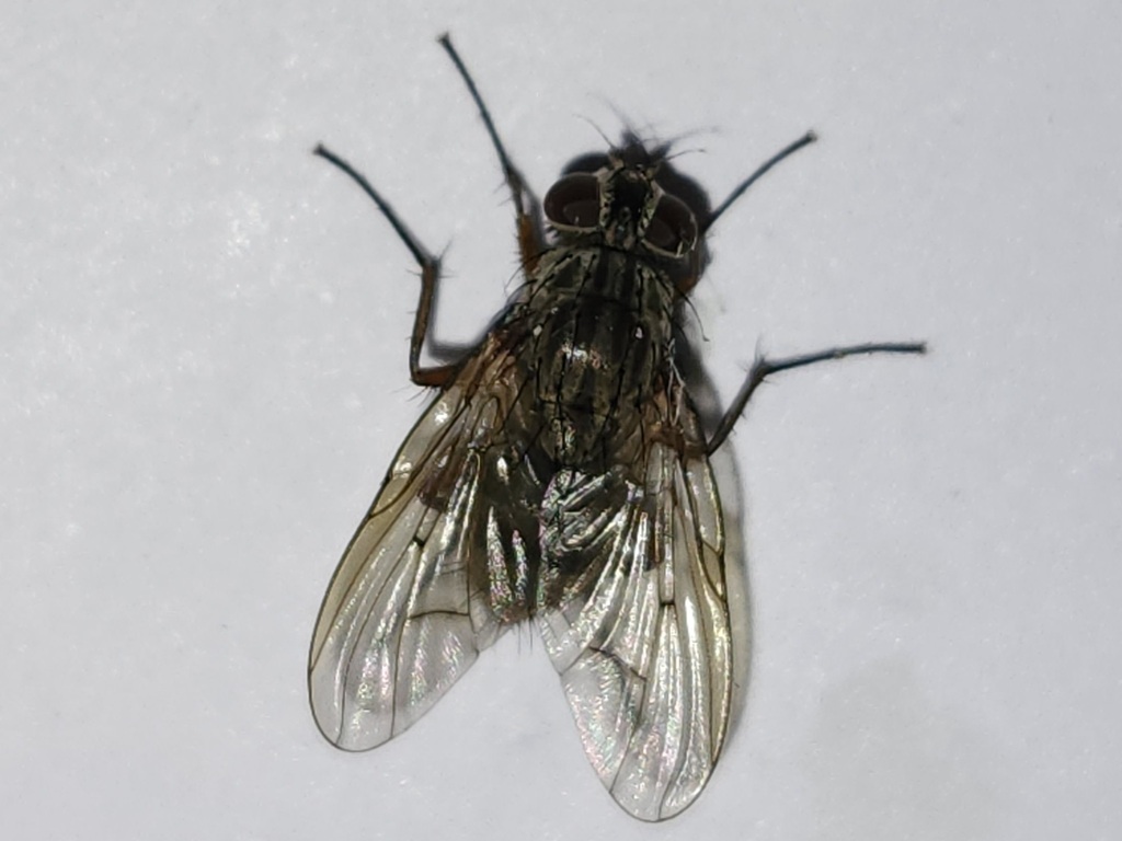 Phaonia fusca