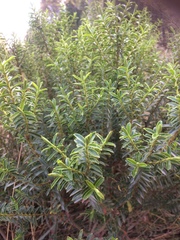 Veronica strictissima