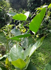 Canavalia ensiformis