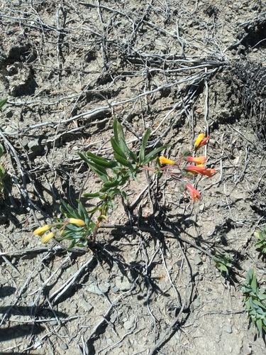 Bomarea boliviensis (Bomarea boliviensis)