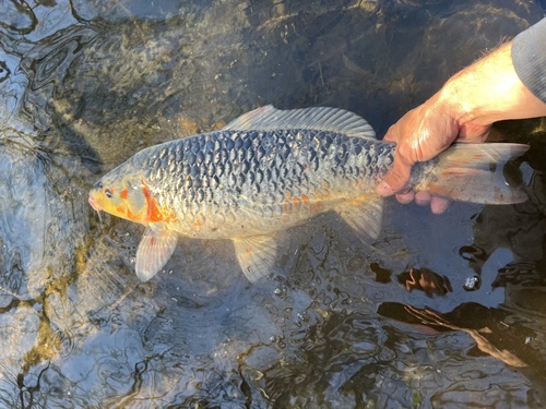 Common × Amur Carp