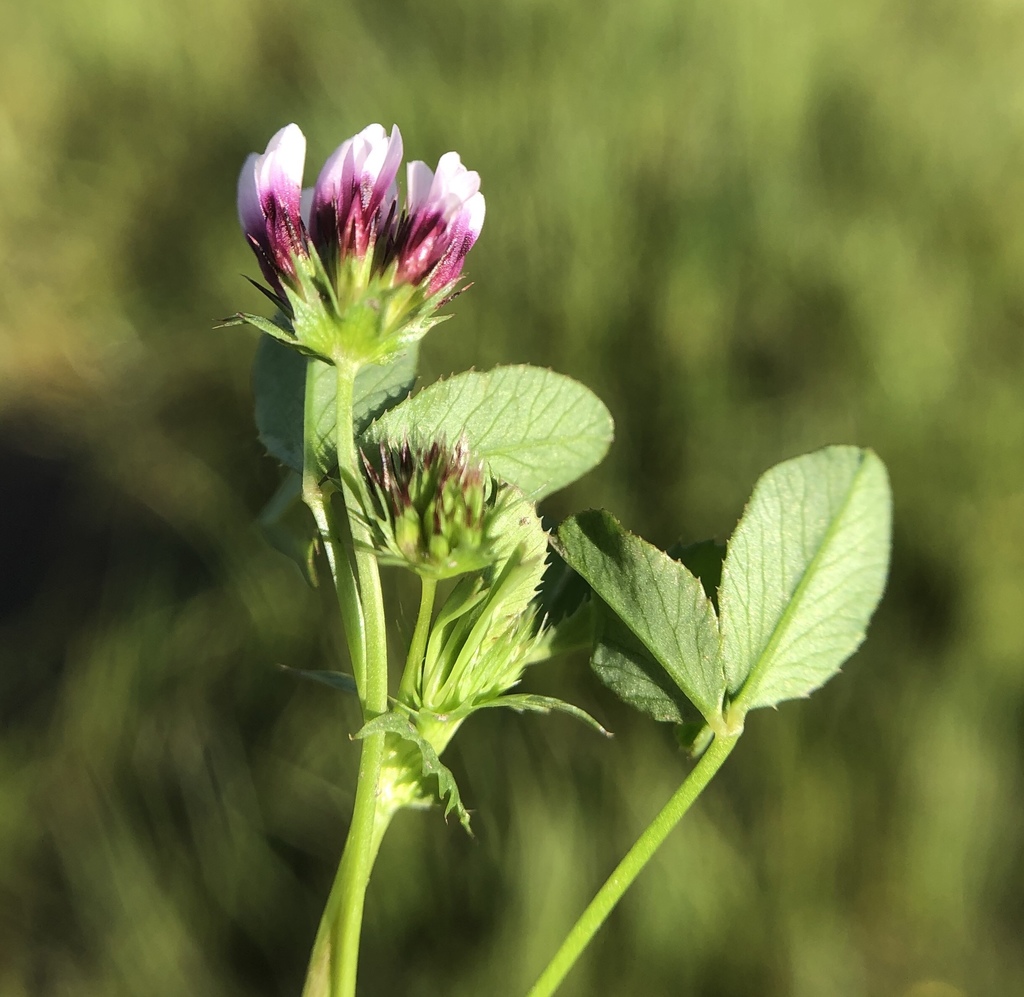 white-tipped clover (Trifolium variegatum) · iNaturalist