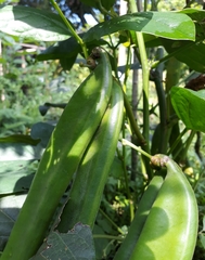 Canavalia ensiformis