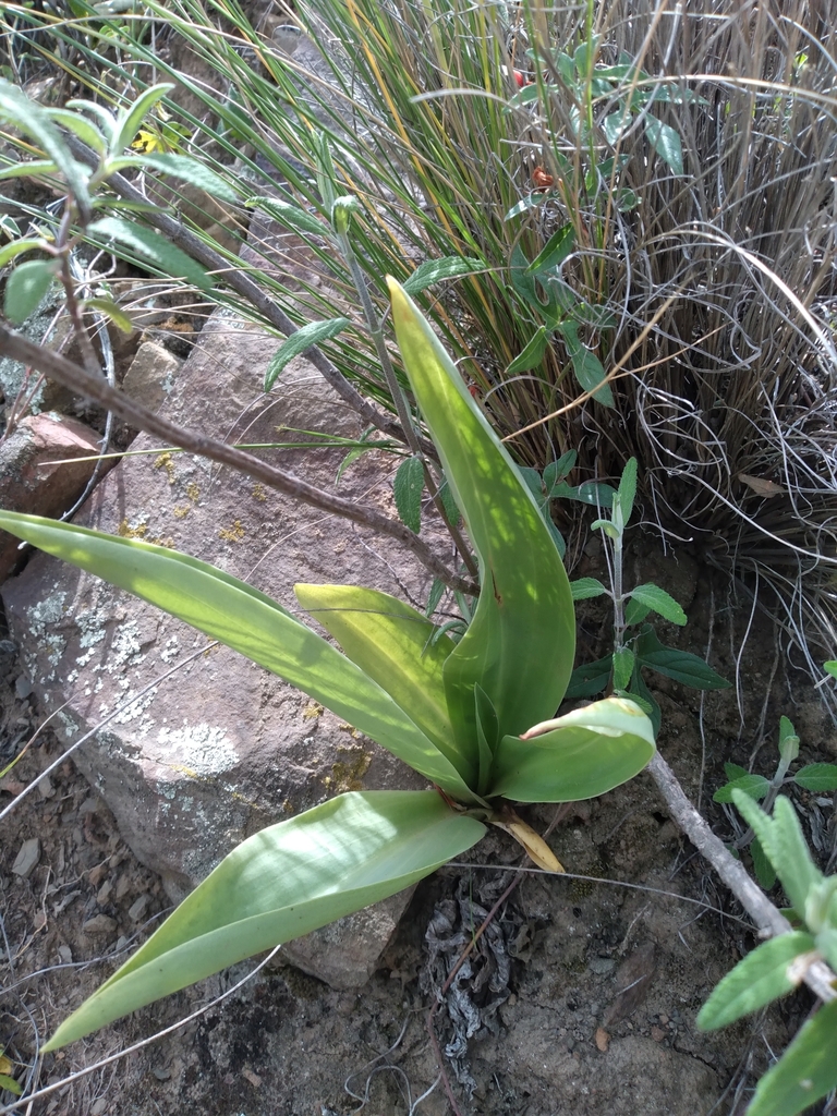 Altensteinia fimbriata