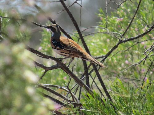 Chestnut-breasted Quail-thrush (Cinclosoma castaneothorax), photo 5