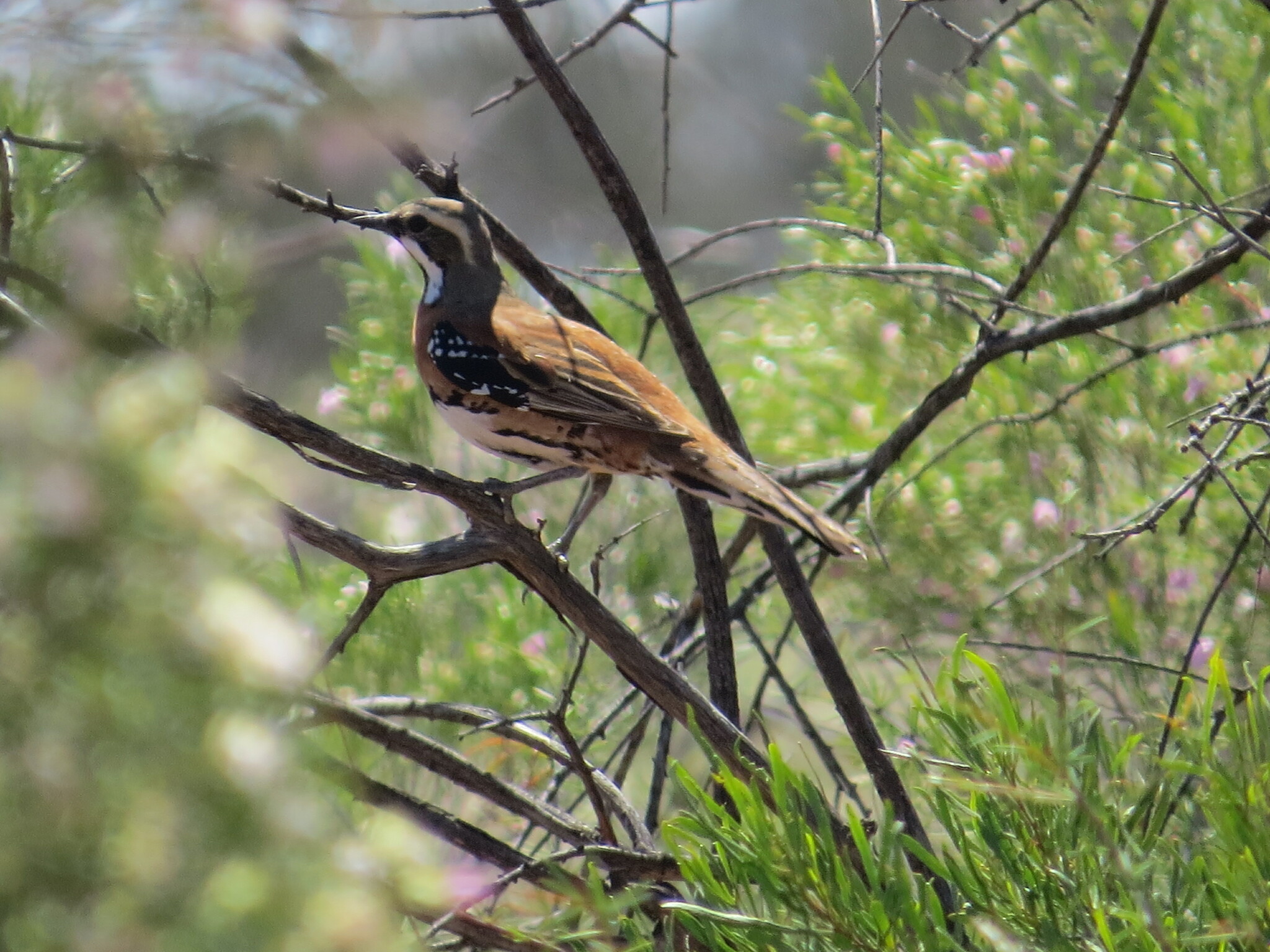 Chestnut-breasted Quail-thrush (Cinclosoma castaneothorax), photo 5