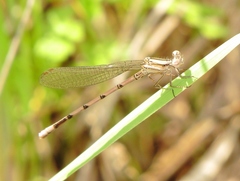 Argia fumipennis