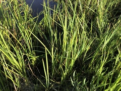 Juncus xiphioides