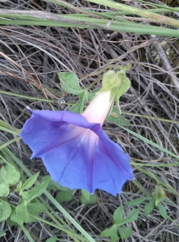 Image of Ipomoea pubescens by no rights reserved