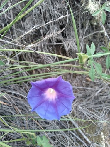 Image of Ipomoea pubescens by no rights reserved