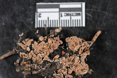 Tomentella testaceogilva