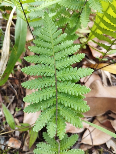 Arthropteris orientalis observed 2024-03-28