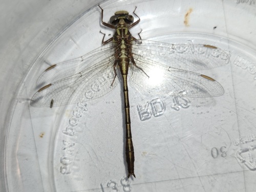 Cypress Clubtail photo 3