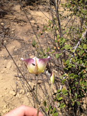 Calochortus plummerae