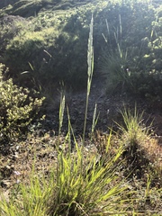 Calamagrostis ophitidis