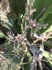 Dicliptera peduncularis