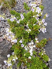 Veronica hookeriana