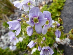 Veronica hookeriana