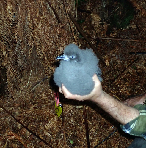 Chatham Islands Petrel (Pterodroma axillaris), photo 2