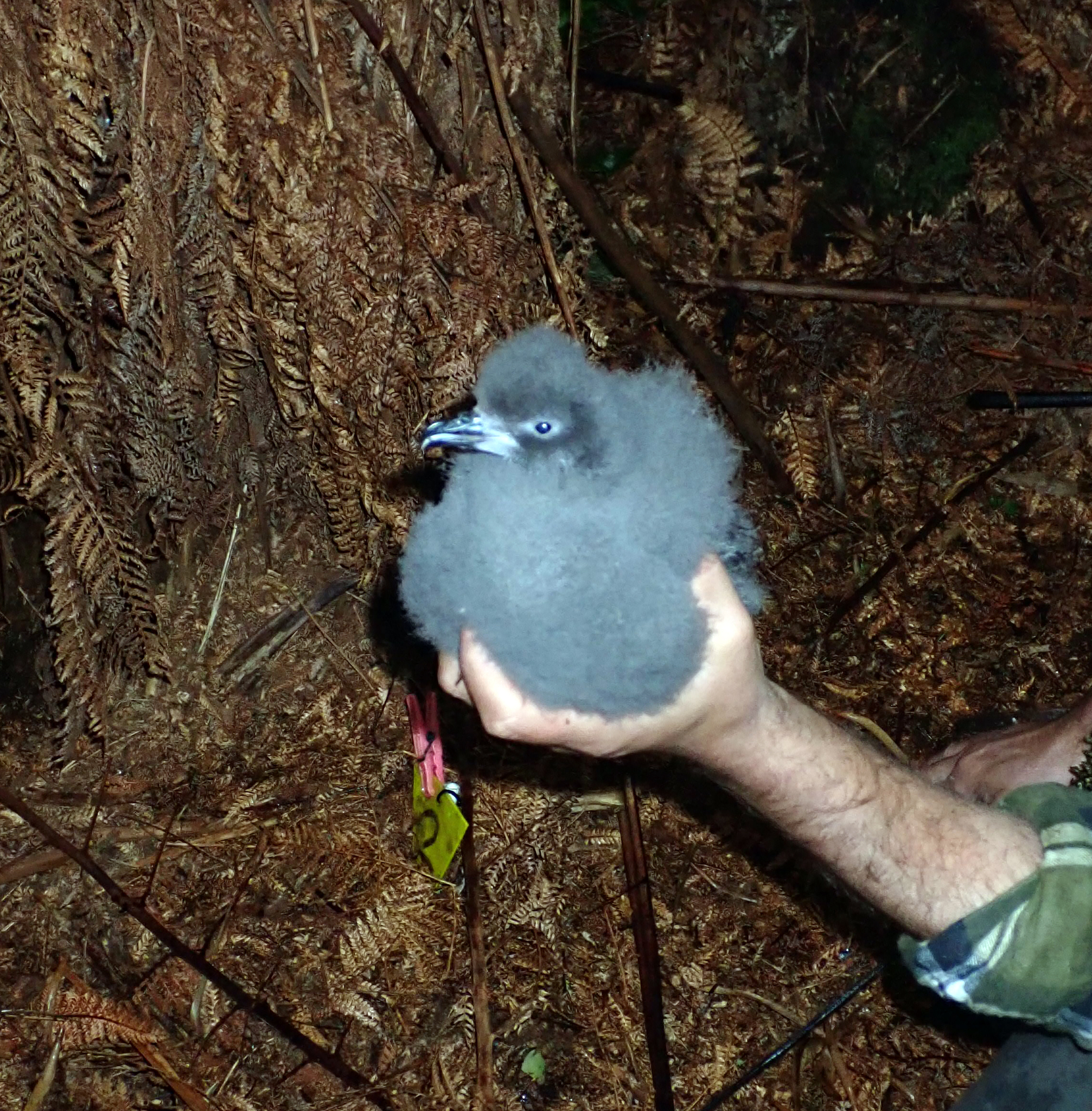 Chatham Islands Petrel (Pterodroma axillaris), photo 2