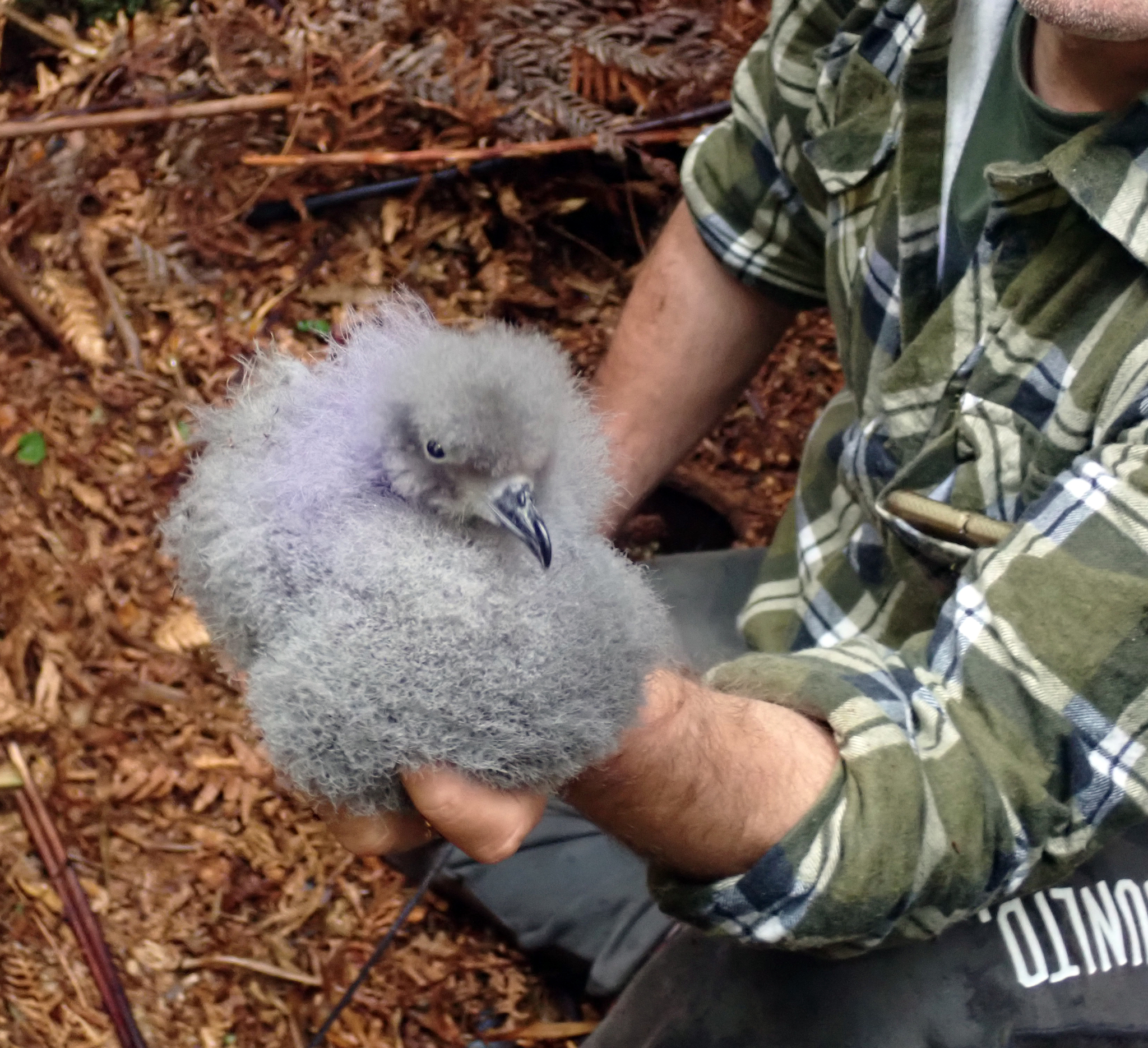 Chatham Islands Petrel (Pterodroma axillaris), photo 1