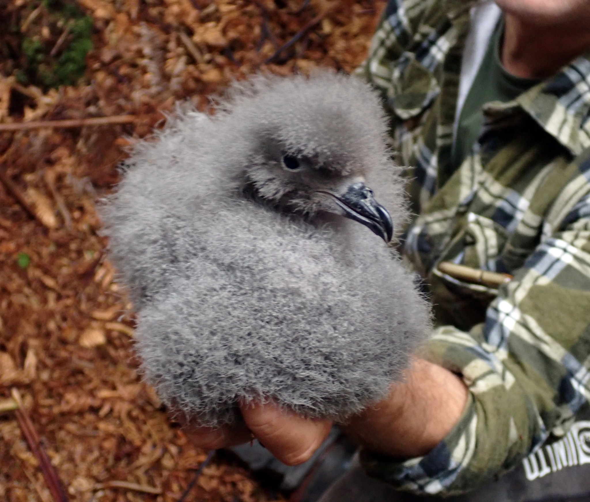 Chatham Islands Petrel (Pterodroma axillaris), photo 9