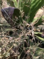 Dicliptera peduncularis