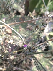 Dicliptera peduncularis