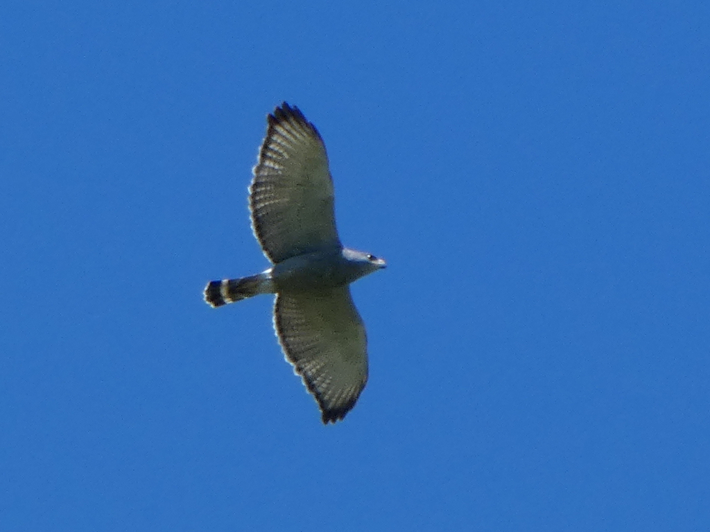 Gray Hawk from Starr County, TX, USA on March 23, 2024 at 12:06 PM by ...