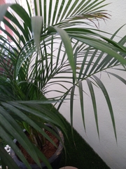 Arecaceae