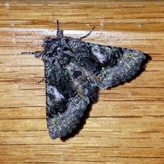 Behrensia conchiformis