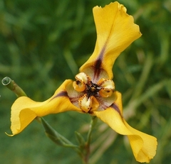 Cypella herbertii