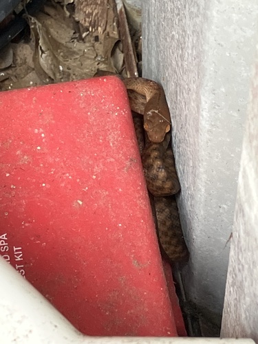 Brown Tree Snake sighting