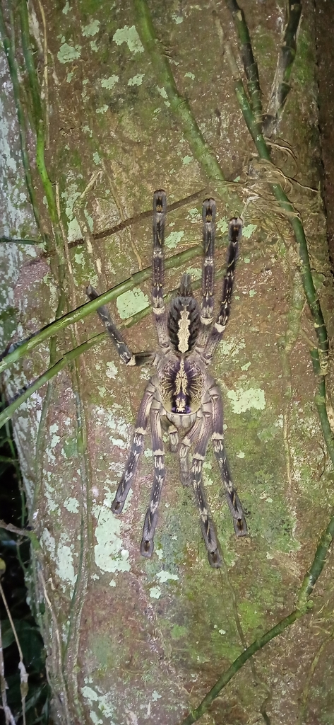 Mygale ornementale frangée de Ceylan (Poecilotheria ornata)