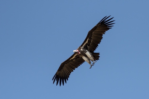 Lappet-faced Vulture